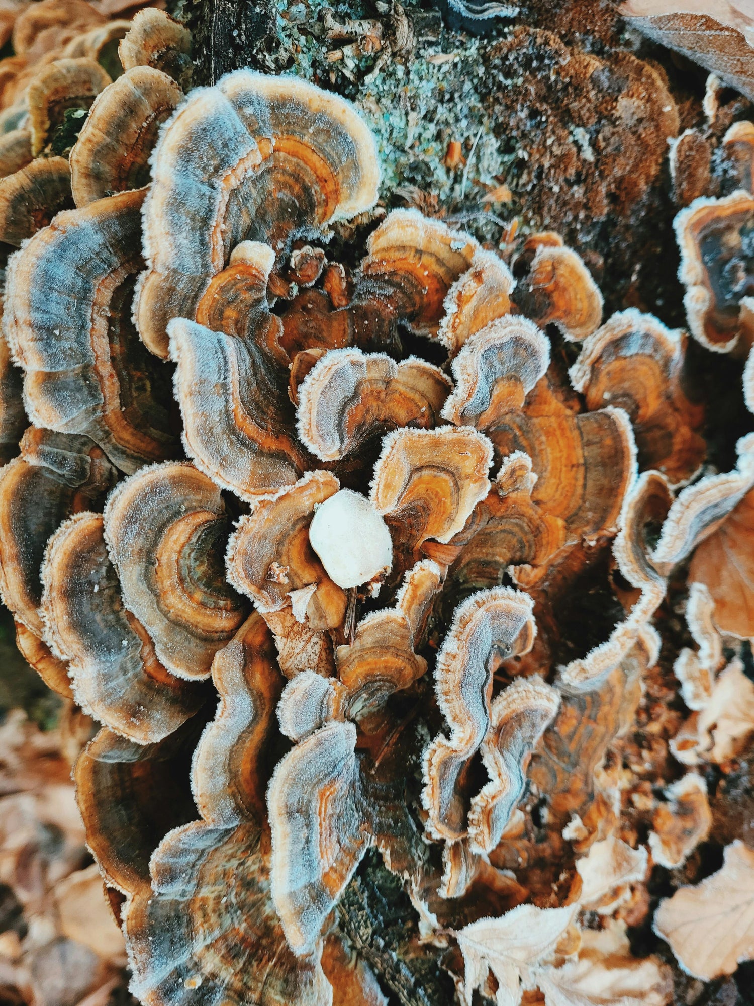 Functional Mushrooms